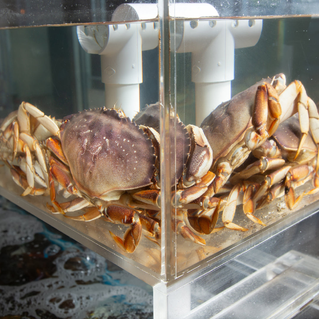 Dungeness crab in a sustainable fishing trap on the ocean floor