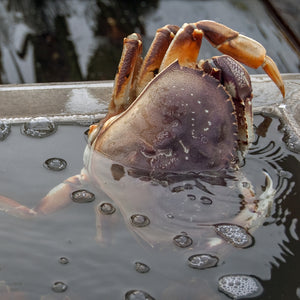 Dungeness Crab Legs: A True Pacific Northwest Delicacy