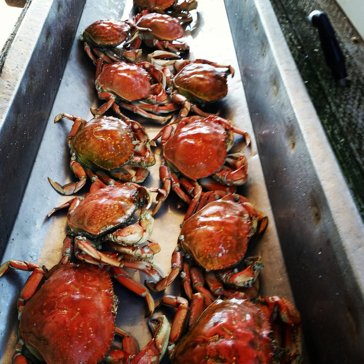 Fresh whole Dungeness crab stored on crushed ice in a cooler, ready for cooking or refrigeration