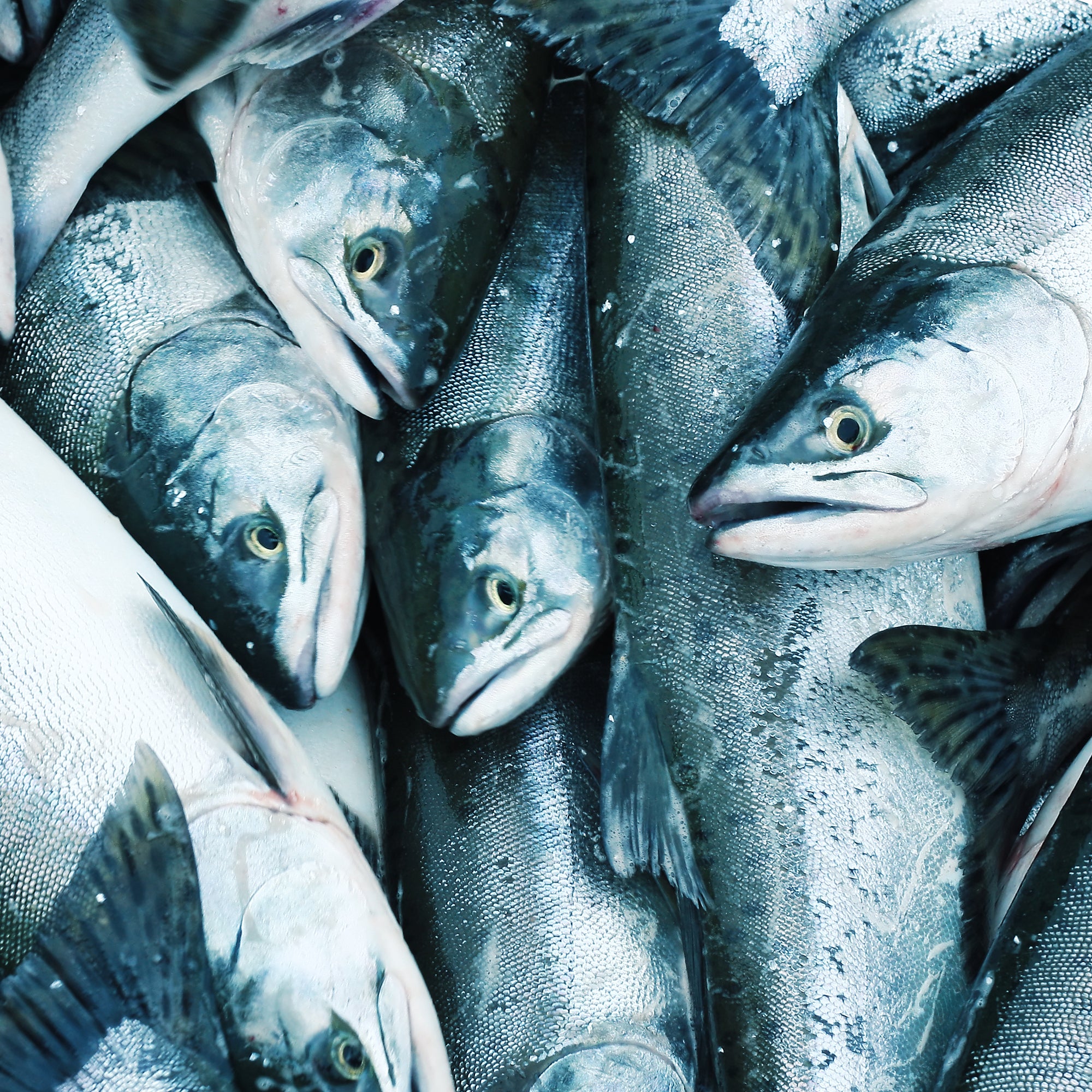 Silver Salmon vs. Other Types of Salmon: Which is Best? - Global Seafoods North America
