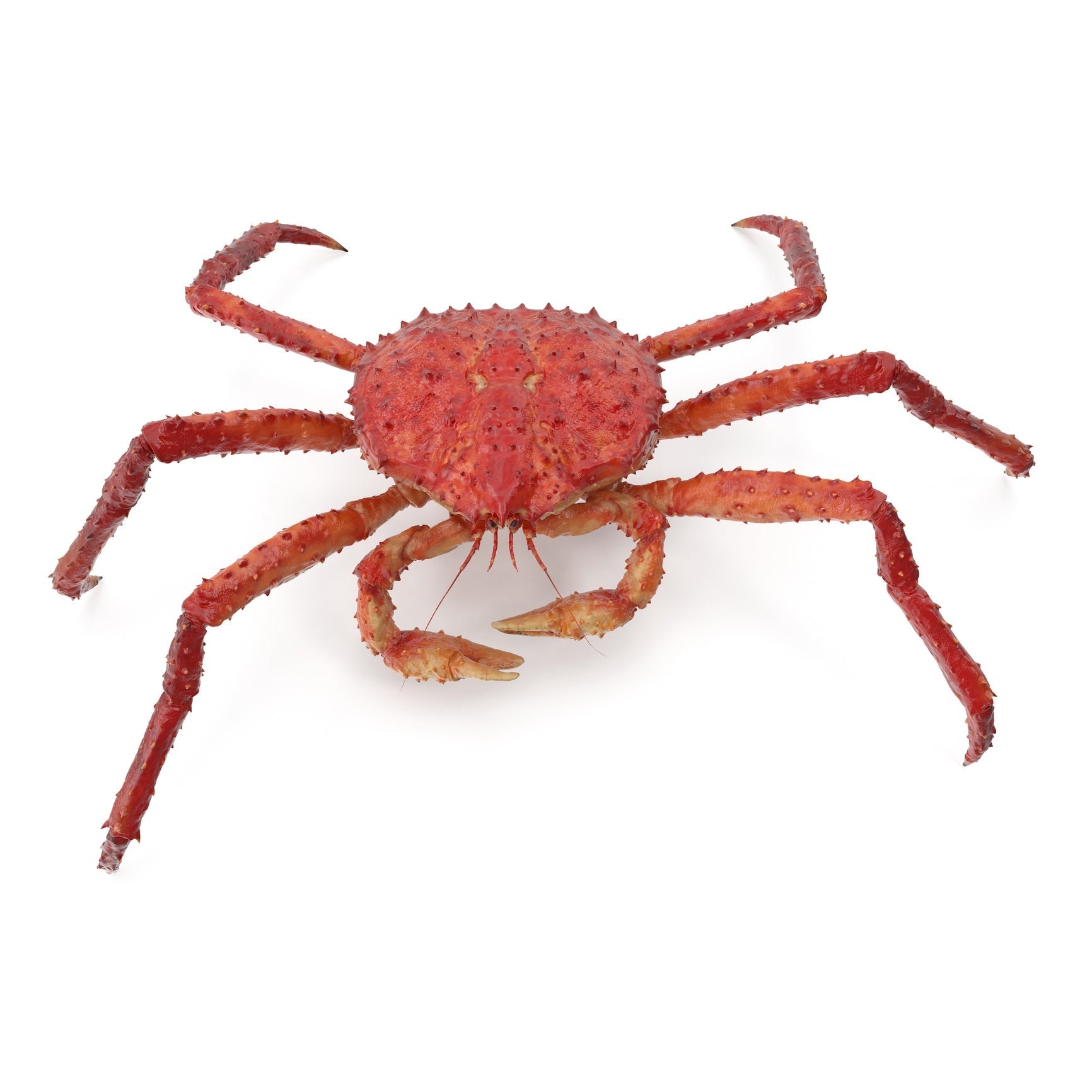 Alaskan king crab legs displayed at a seafood counter with price comparison tags, illustrating strategies for finding the best king crab price locally and online