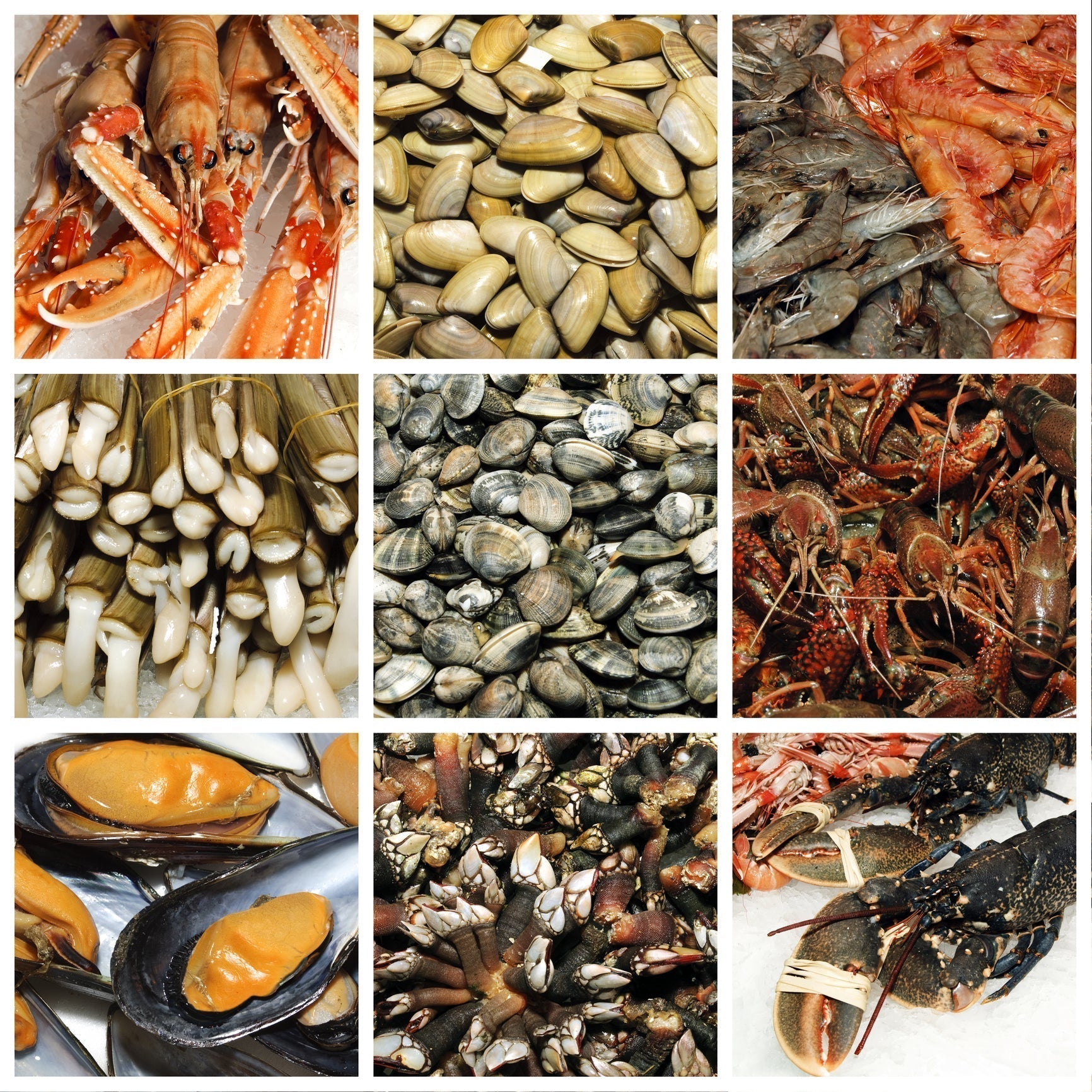 Sustainable seafood choices – wild-caught Alaskan salmon, Pacific halibut, sablefish (black cod), and farmed mussels displayed on ice, representing MSC-certified and eco-friendly seafood options for ocean-conscious consumers