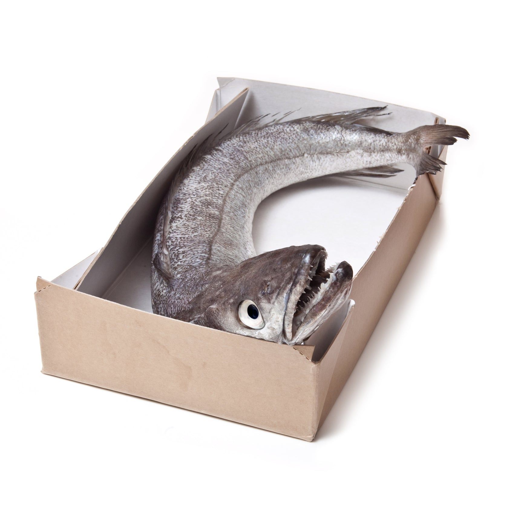 Pacific Whiting Nutrition: What You Need to Know