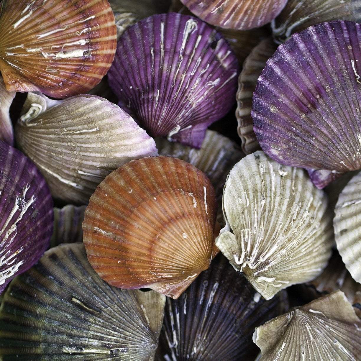 Fresh jumbo sea scallops on ice showing their round white adductor muscle — a lean, protein-rich superfood packed with vitamin B12, magnesium, and omega-3 fatty acids