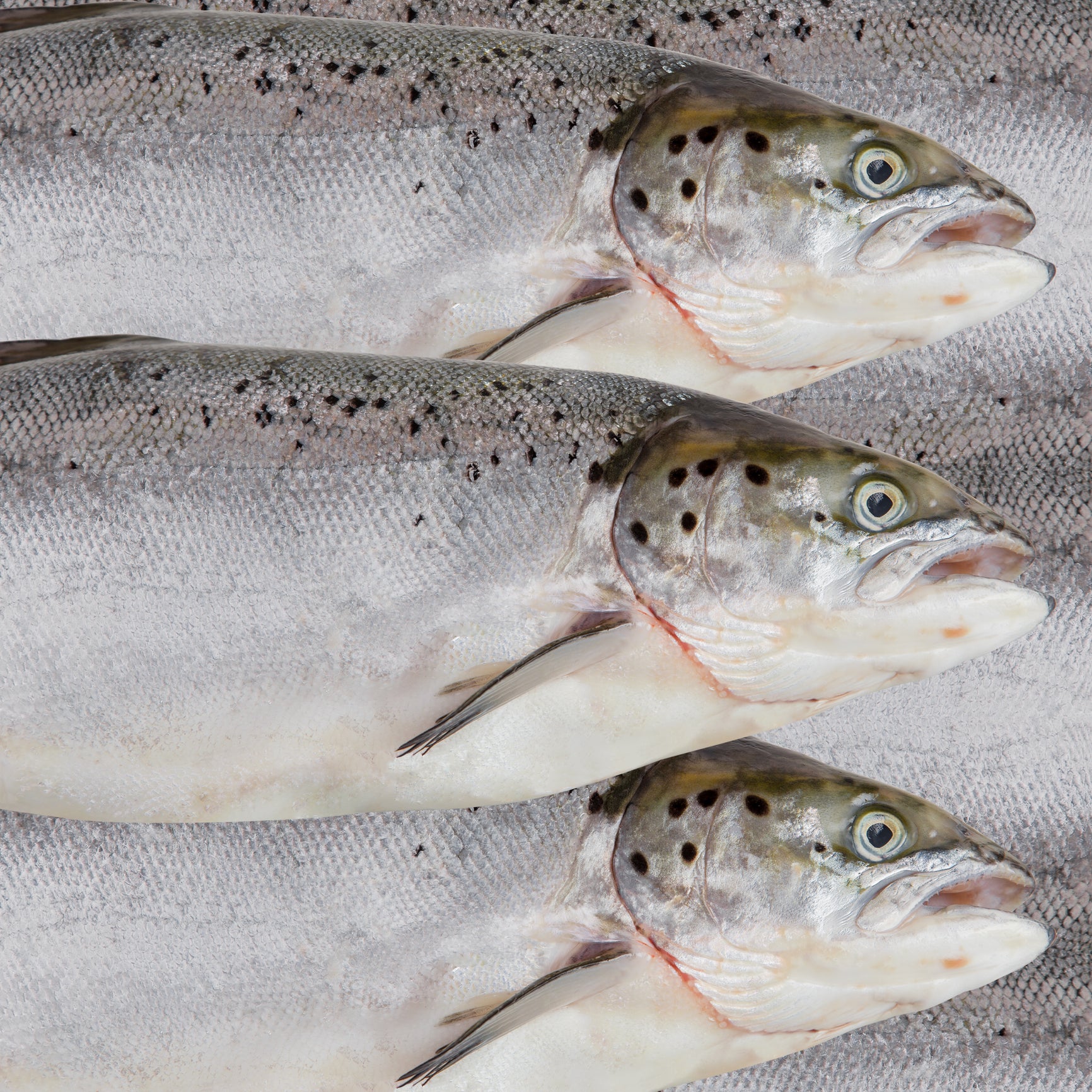 Where to Find the Best Deals on Silver Salmon Online