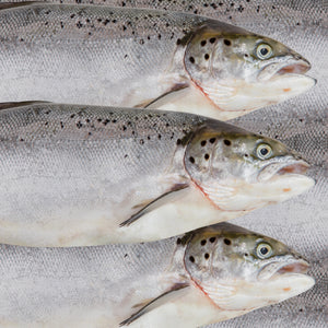 Where to Find the Best Deals on Silver Salmon Online - Global Seafoods North America