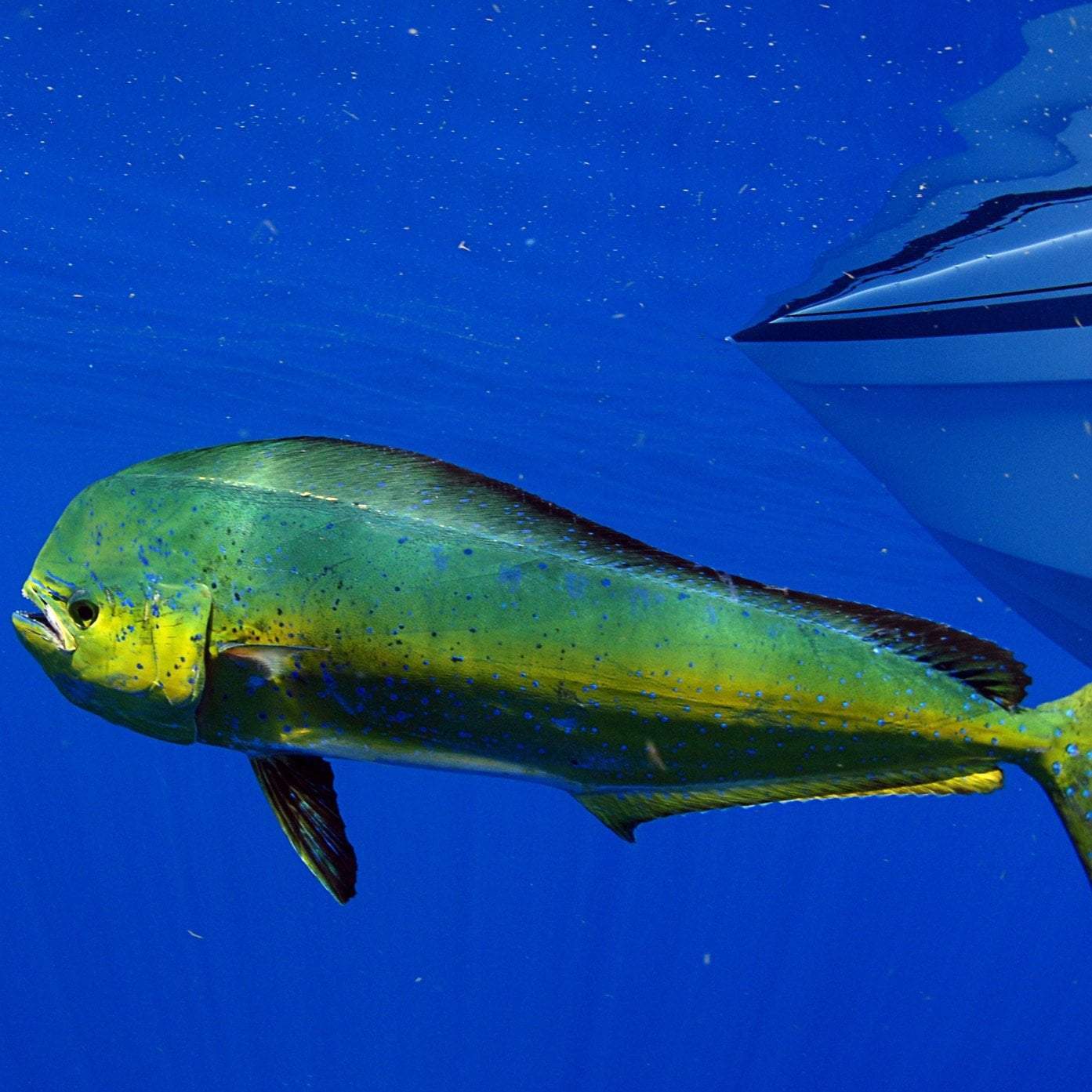 A fresh Mahi Mahi fillet with its characteristic firm, white flesh — the best gateway fish for people who don't like fish, with a mild, slightly sweet flavor and a meaty texture that doesn't taste 'fishy'