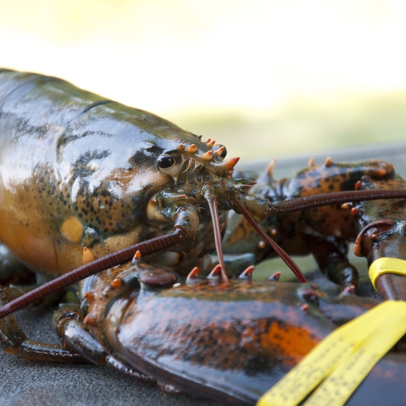 Live Maine lobster showing its natural brownish-green coloration and large crusher claw, held over cold Atlantic ocean water before cooking