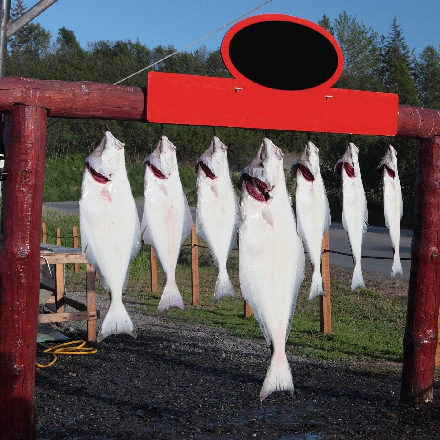 Fresh Pacific halibut fillet rich in omega-3s and lean protein