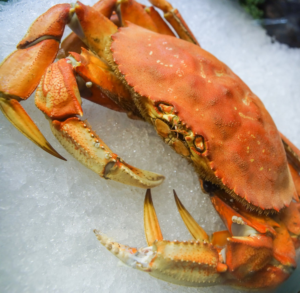 Fresh whole Dungeness crab on ice at a seafood market — showing the vibrant reddish-brown shell and large size that indicate a high-quality, meat-filled Pacific Coast Dungeness crab
