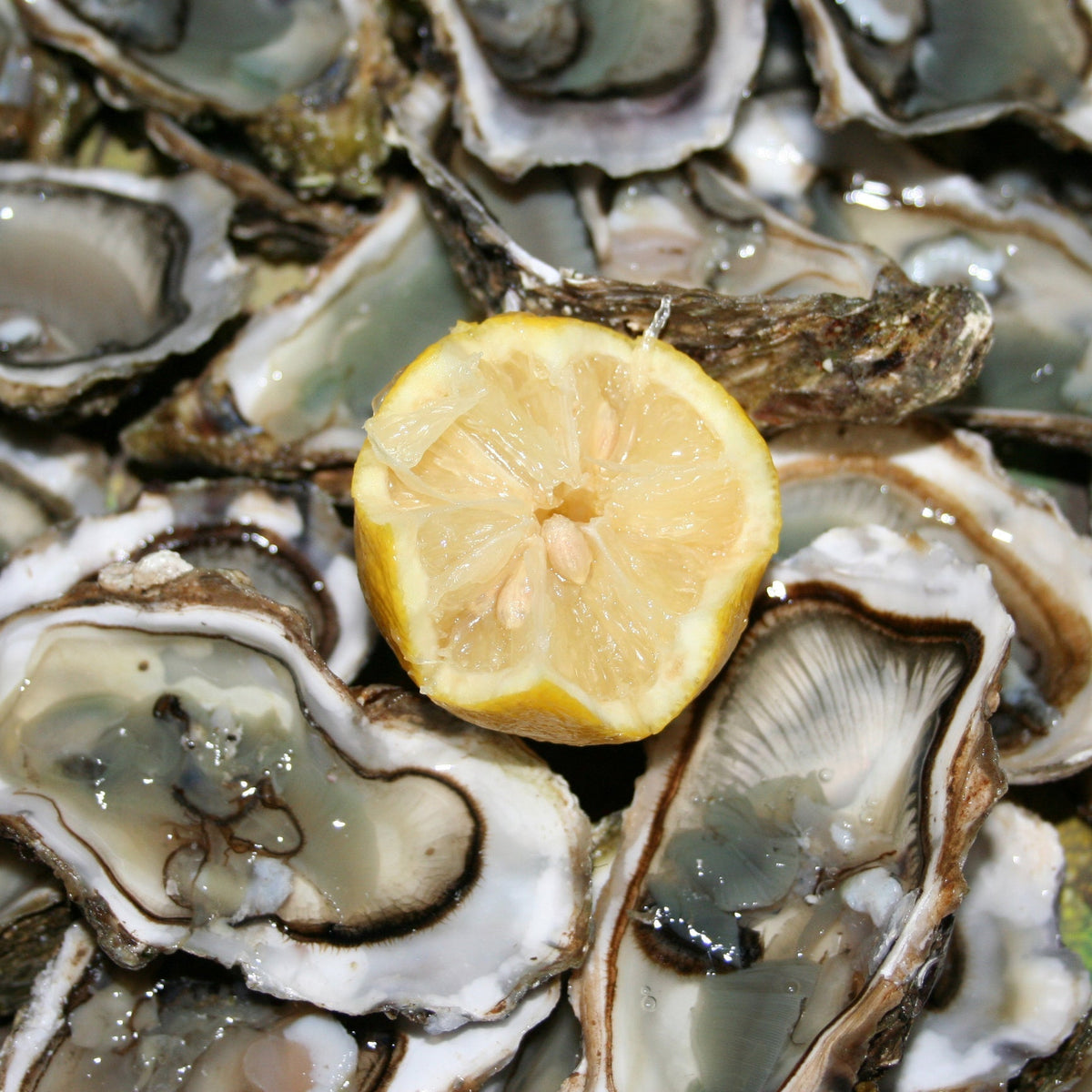 Rows of oyster cages floating in a calm bay, illustrating sustainable oyster farming practices