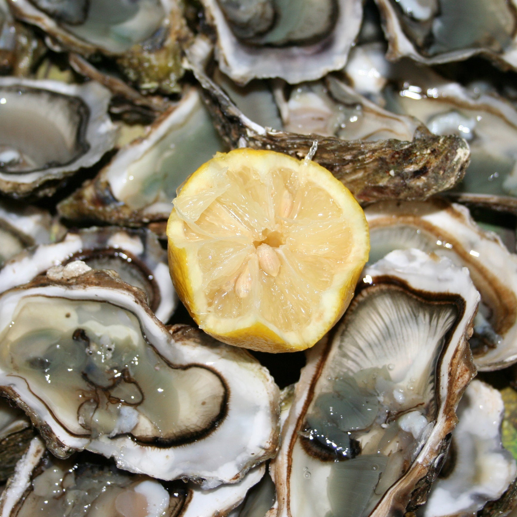 Rows of oyster cages floating in a calm bay, illustrating sustainable oyster farming practices