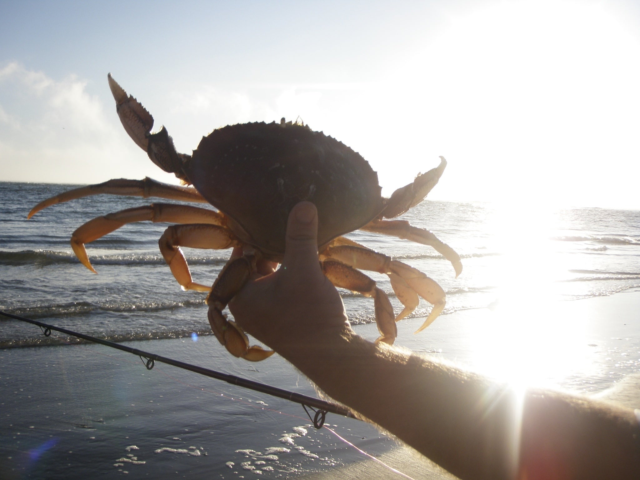 Beginner crabber setting a crab trap for Dungeness crab on the Pacific Coast