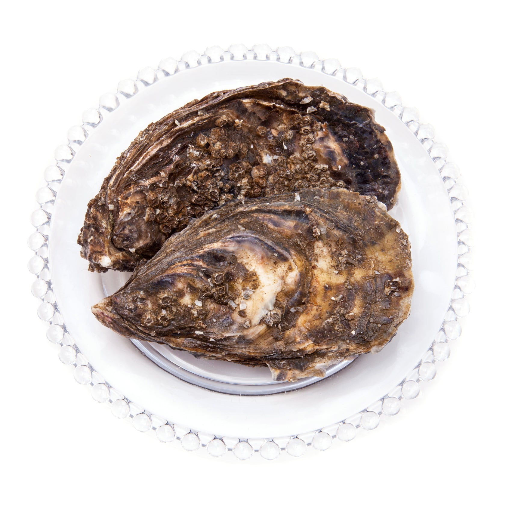 Oyster Aquaculture: Sustainable Seafood Production for a Growing Market Oyster Aquaculture: Sustainable Seafood Production for a Growing Market