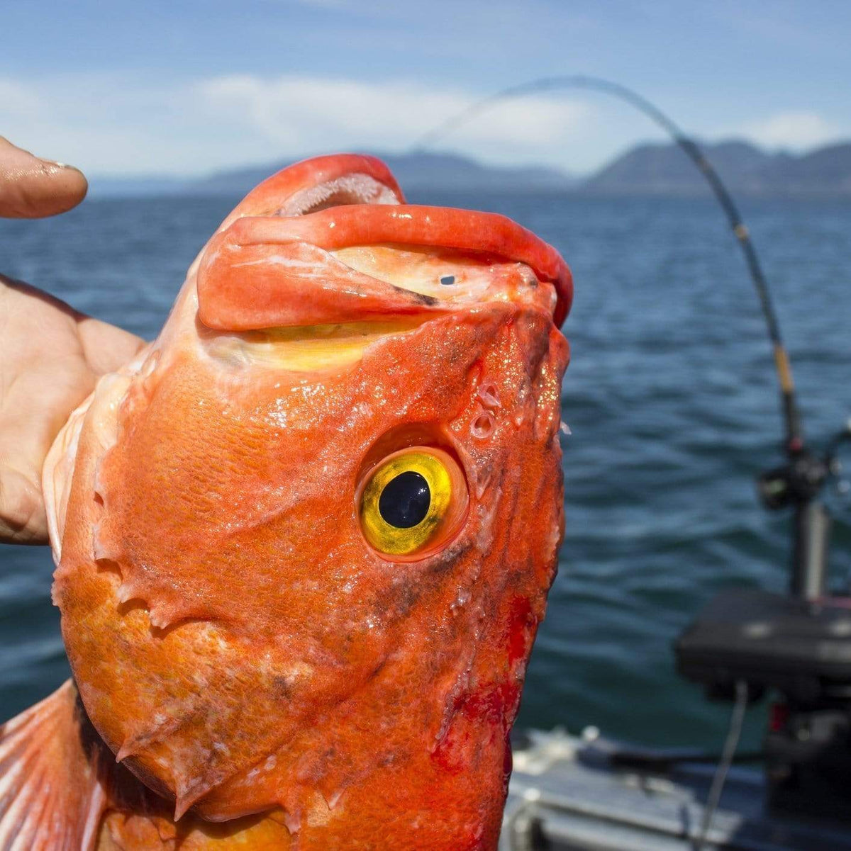 Fresh wild-caught rockfish fillets showing the firm white flesh and mild pink skin — a nutritious Pacific seafood prized for its mild sweet flavor and versatility in cooking