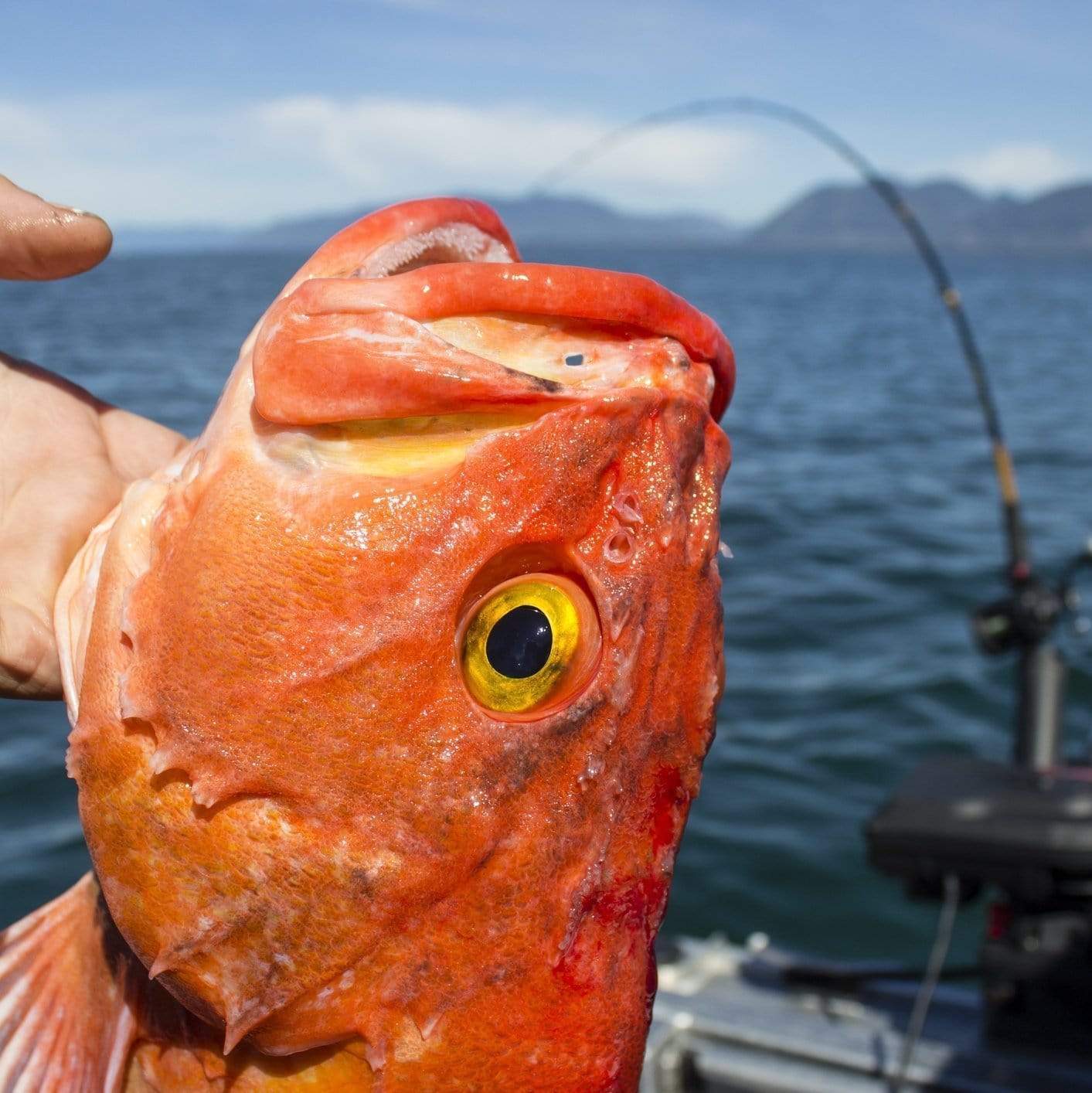 Fresh wild-caught rockfish fillets showing the firm white flesh and mild pink skin — a nutritious Pacific seafood prized for its mild sweet flavor and versatility in cooking