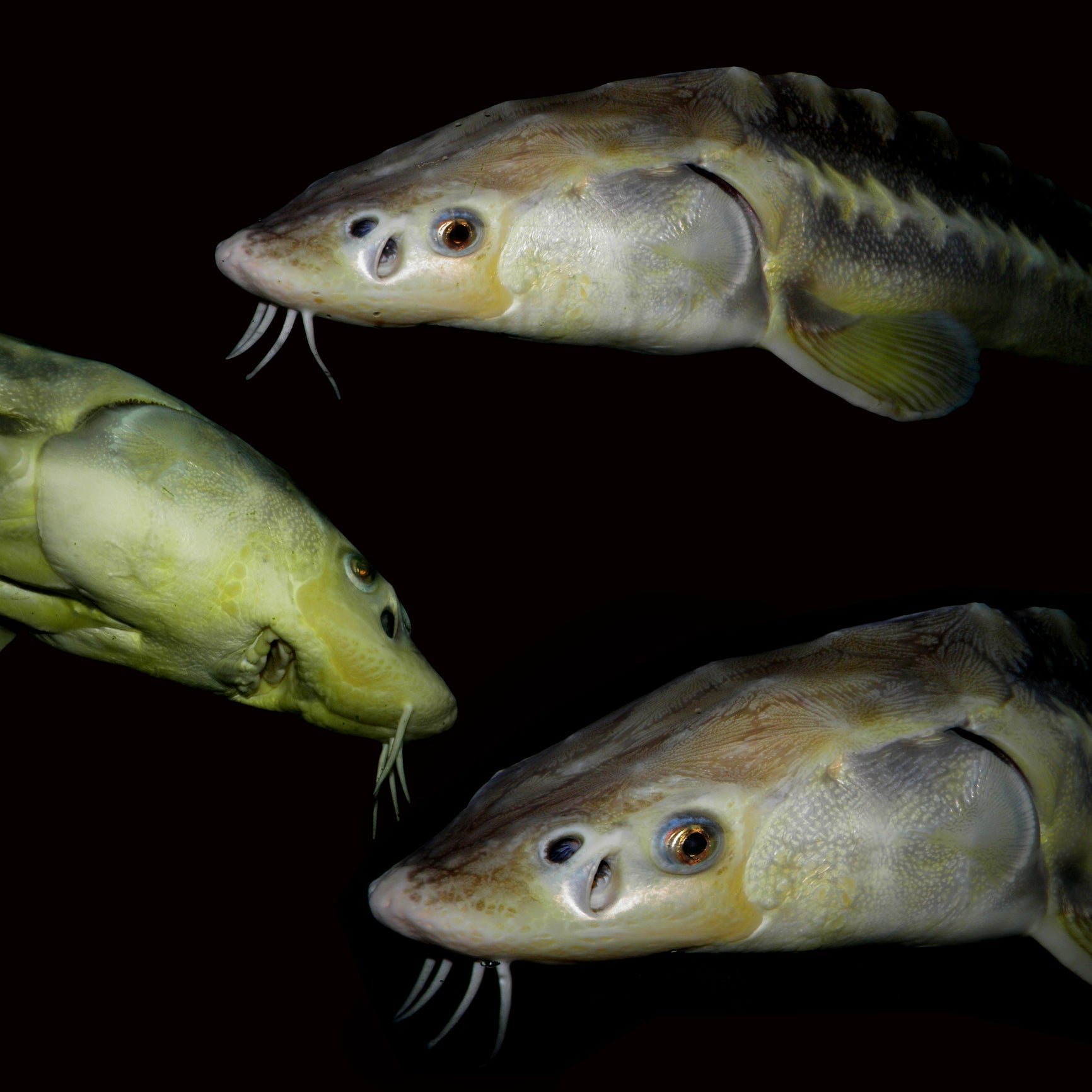 Fresh white sturgeon fillet on a cutting board with lemon, fresh herbs, and seasoning, ready for cooking