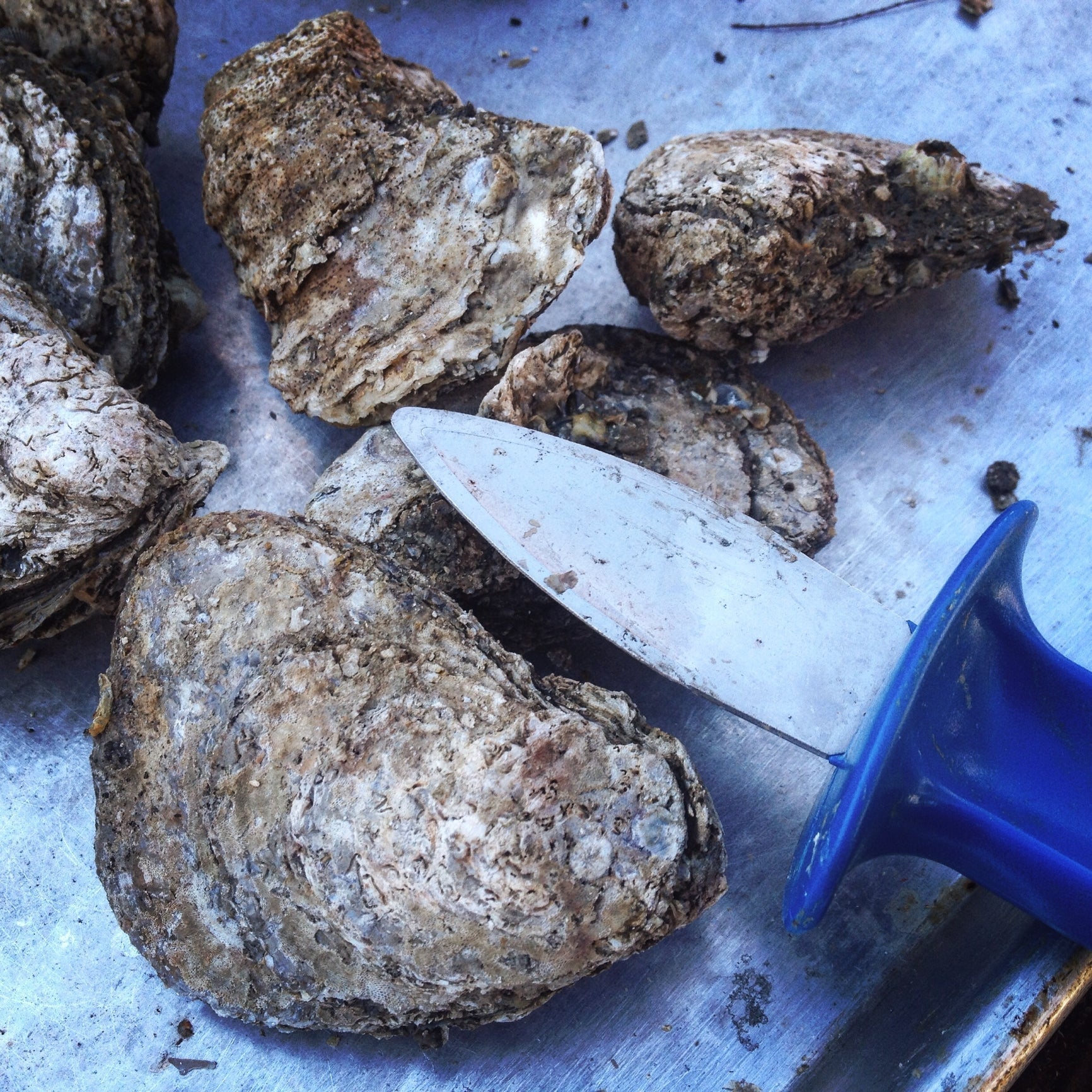 Freshly shucked oysters on ice served alongside glasses of craft beer including stout and lager