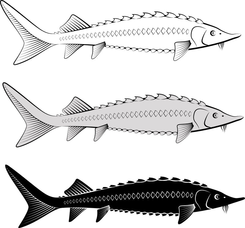A majestic sturgeon swimming gracefully in its natural river habitat, showcasing its long, scaleless body and distinctive bony plates, highlighting the ancient and unique physiology of this species