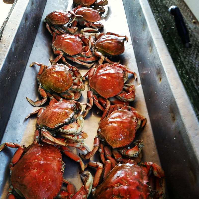 Scrumptious Dungeness crab with butter, garlic, and parsley served on a platter with lemon wedges