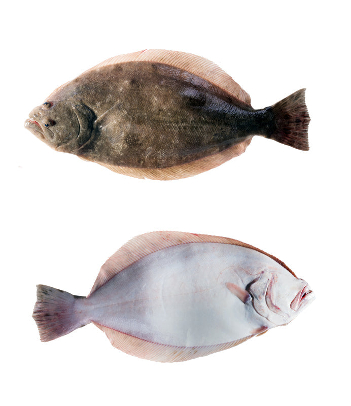 Flounder fillet showing the fine, delicate white flesh and thin profile of this flatfish — one of the mildest and most delicate white fish available, requiring gentle cooking methods to preserve its texture