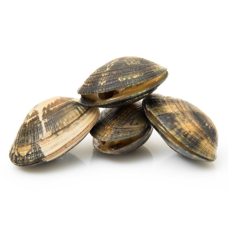 clams
