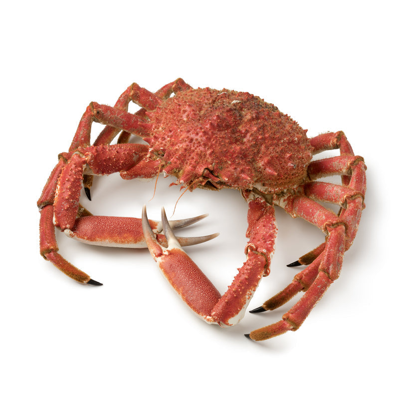 Red crab pasta in tomato basil cream sauce with snow crab and Dungeness crab