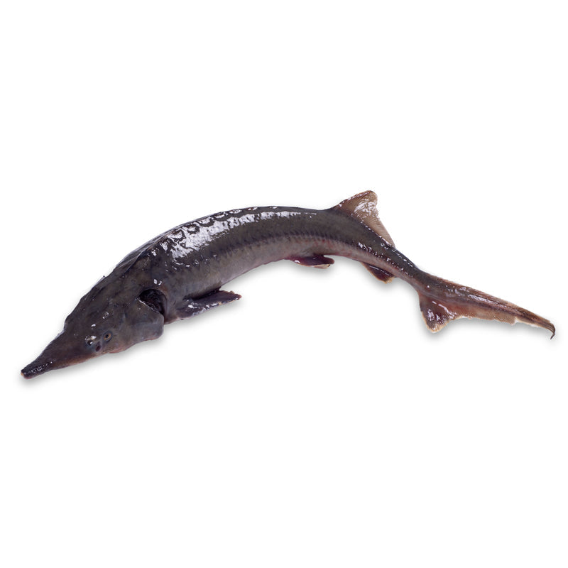 A large white sturgeon swimming in a clear river, its prehistoric armored body visible beneath the surface