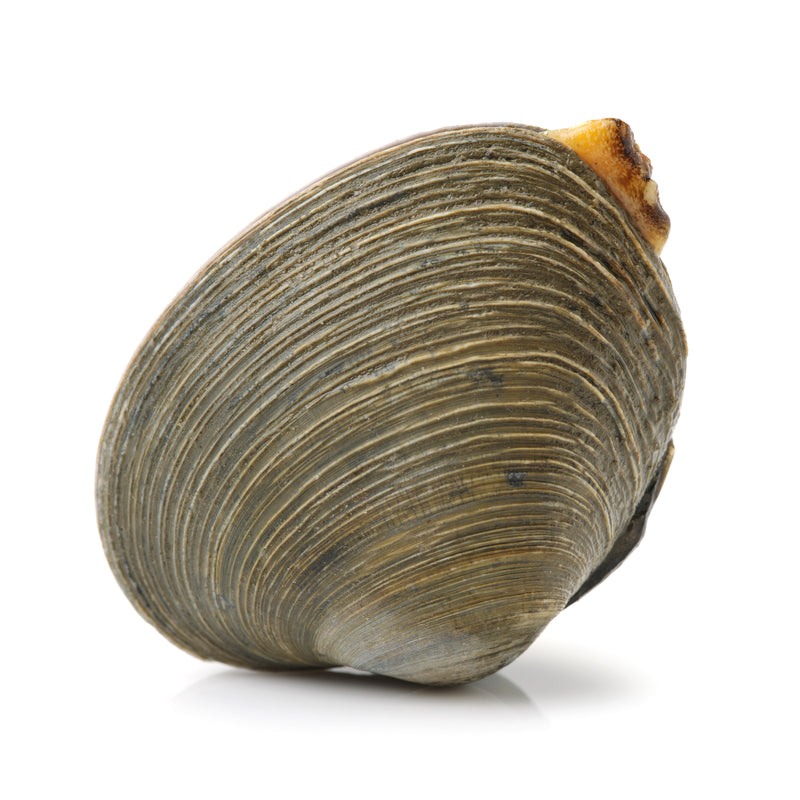 A dog looking curiously at a bowl of steamed clams — illustrating the question of whether dogs can safely eat clams as an occasional treat