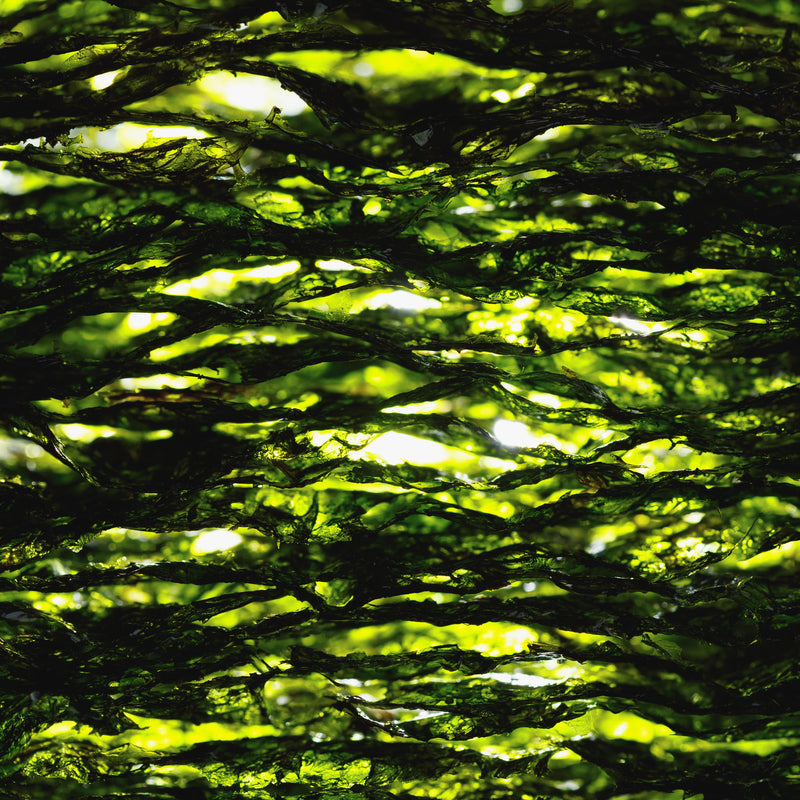 Ribbon kelp seaweed — nutrient-dense superfood from Global Seafoods
