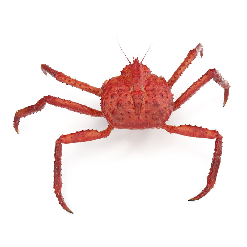 Red Crabbing Gear