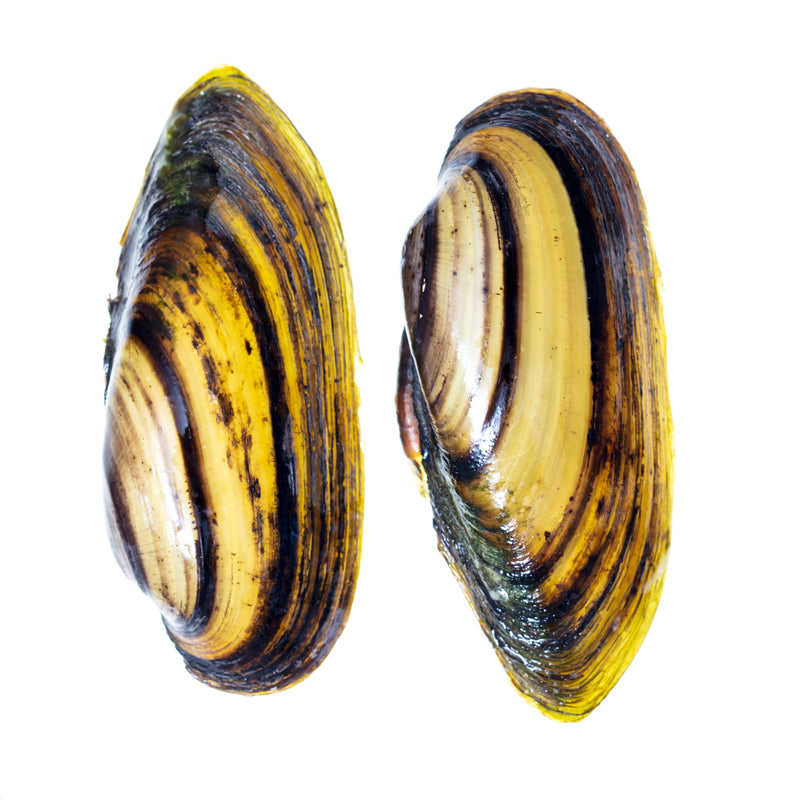 Fresh mussels being cleaned and debearded before cooking — buying, storing, and preparation guide