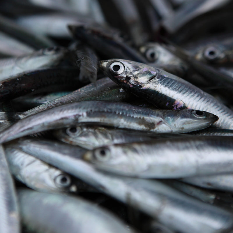 Seafood Market Research: Key Findings