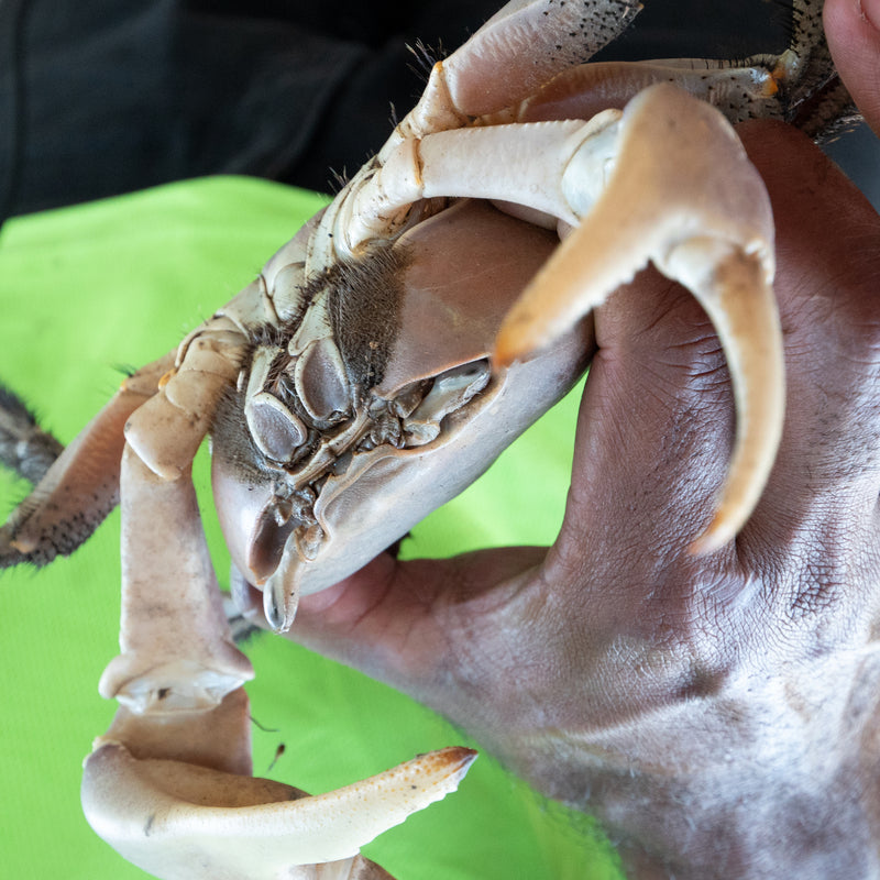 Tourists on a red crabbing tour catching Dungeness and king crabs