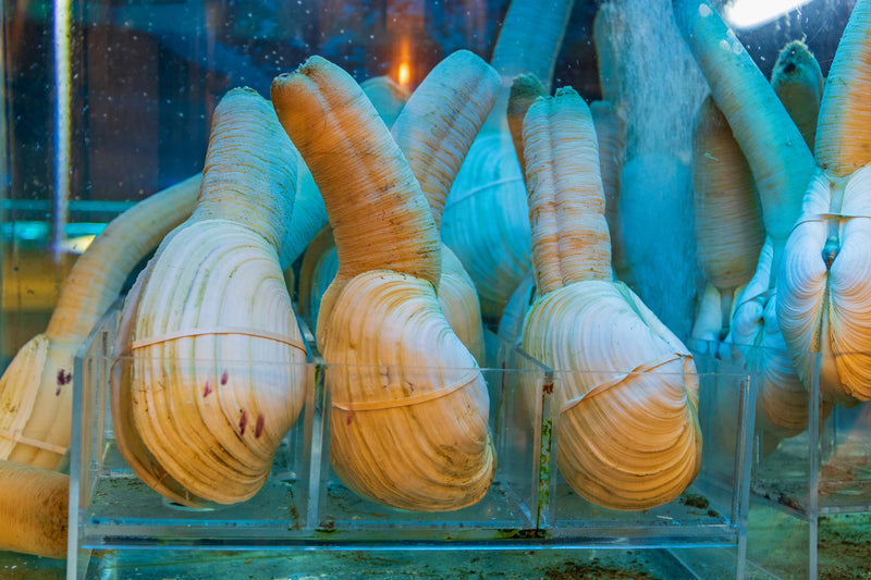 Fresh geoduck clam with its distinctive long siphon neck displayed on ice, showing the shell and siphon used in sashimi and fine dining preparations