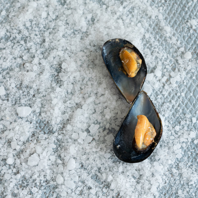 Freshwater mussels in a river habitat — North America's most imperiled group of animals and their ecological role as water filters