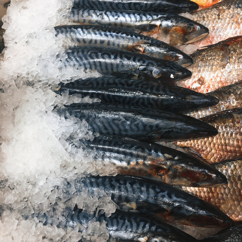 Seafood Marketing: Content Creation Tips