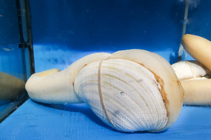 Live geoduck clam with its long siphon extended, harvested from a sustainable Pacific Northwest farm