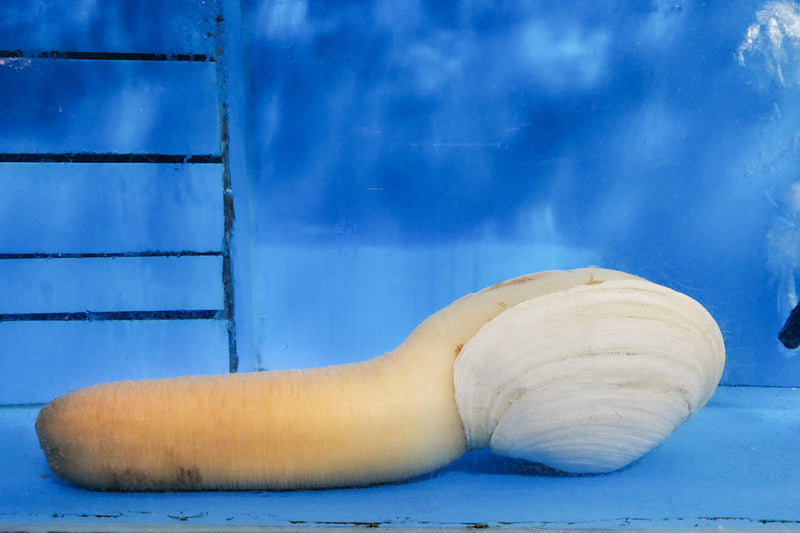 Fresh live geoduck clam with its long siphon neck on a bed of crushed ice, ready for sashimi or stir-fry preparation