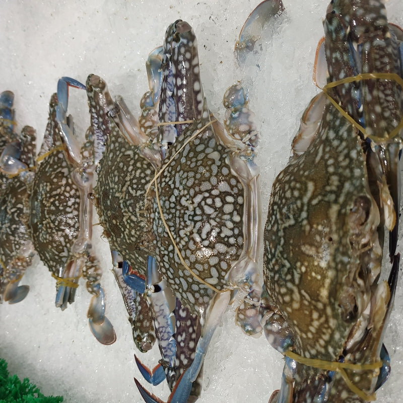 King, snow, and Dungeness crab habitats and sustainable harvesting practices