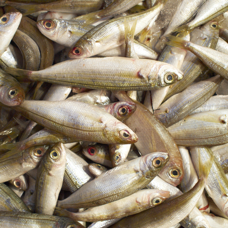 Shoppers browsing fresh seafood at a market counter with various fish and shellfish on display