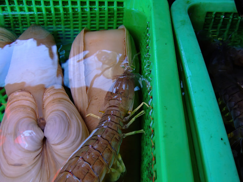 Fresh live geoduck clams displayed at a premium seafood market, showing the distinctive long siphon neck of this Pacific Northwest shellfish delicacy