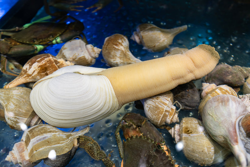 Geoduck clam sashimi thinly sliced on a plate with soy sauce and wasabi, showcasing the sweet crisp texture of this nutrient-rich Pacific Northwest shellfish