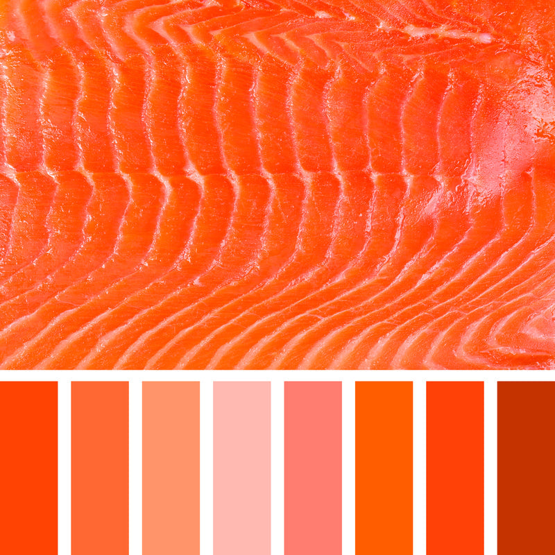 Vibrant red sockeye salmon swimming upstream in a clear Pacific Northwest river during spawning season