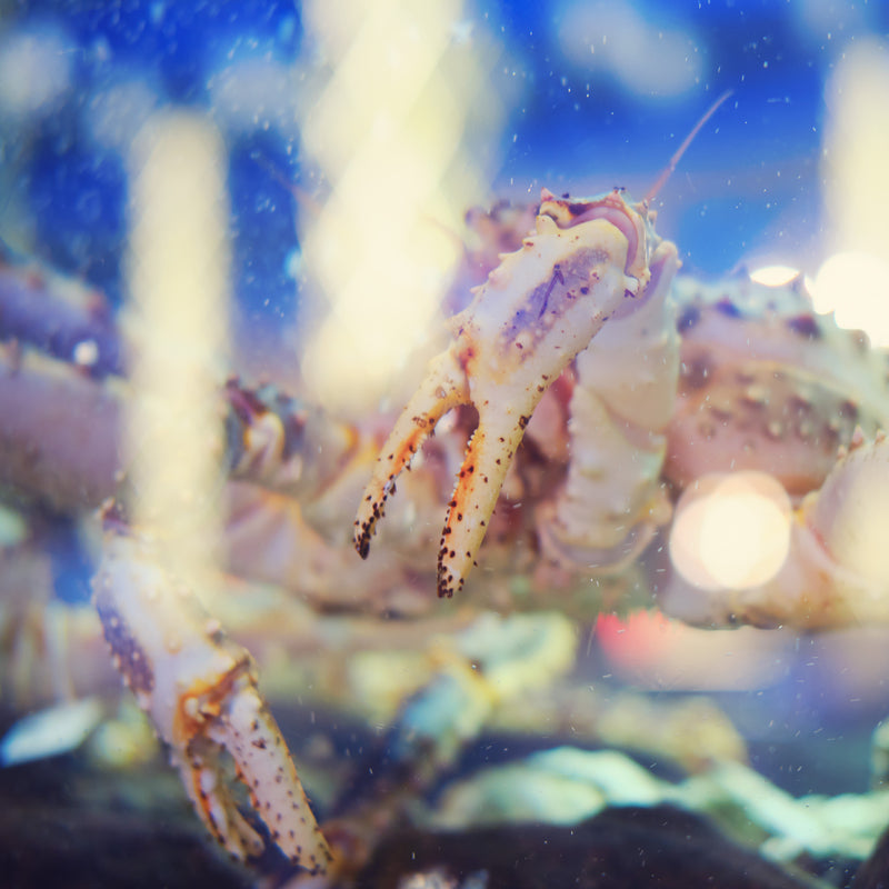 King Crab legs being prepared with garlic butter for a gourmet seafood dish