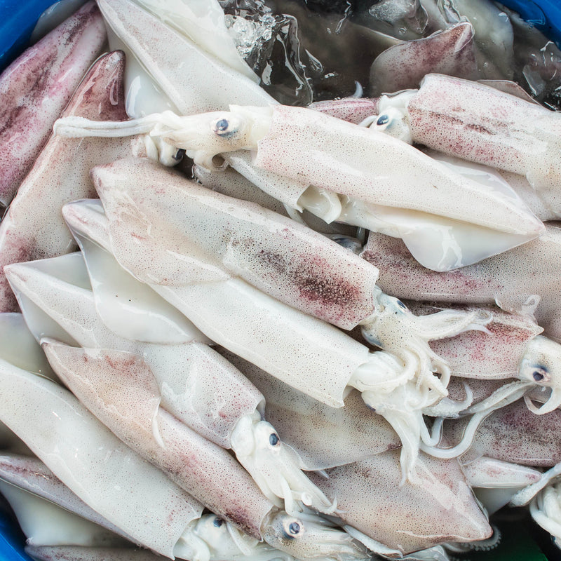Raw frozen squid tubes and rings ready for cooking