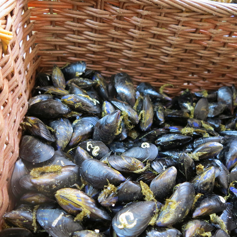 Gourmet mussels steamed in white wine and garlic served with crusty bread