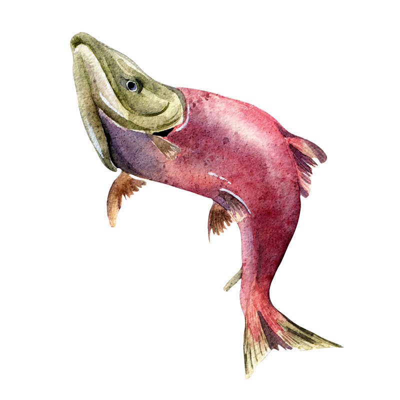 Sockeye salmon swimming upstream through clear river water during spawning migration