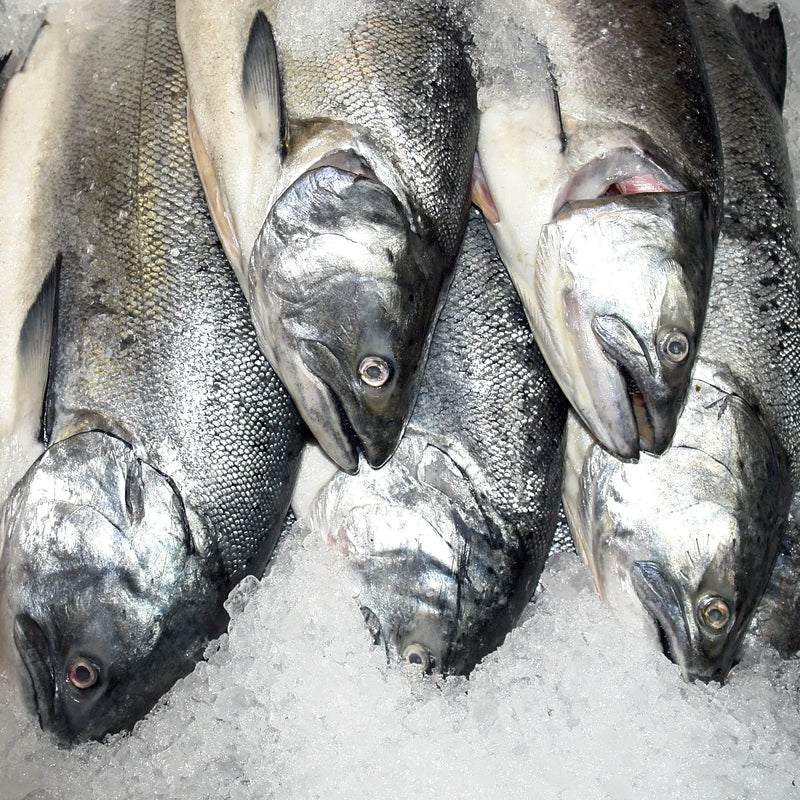 Five types of wild Alaskan salmon — Sockeye, Coho, King, Chum, and Pink — displayed side by side