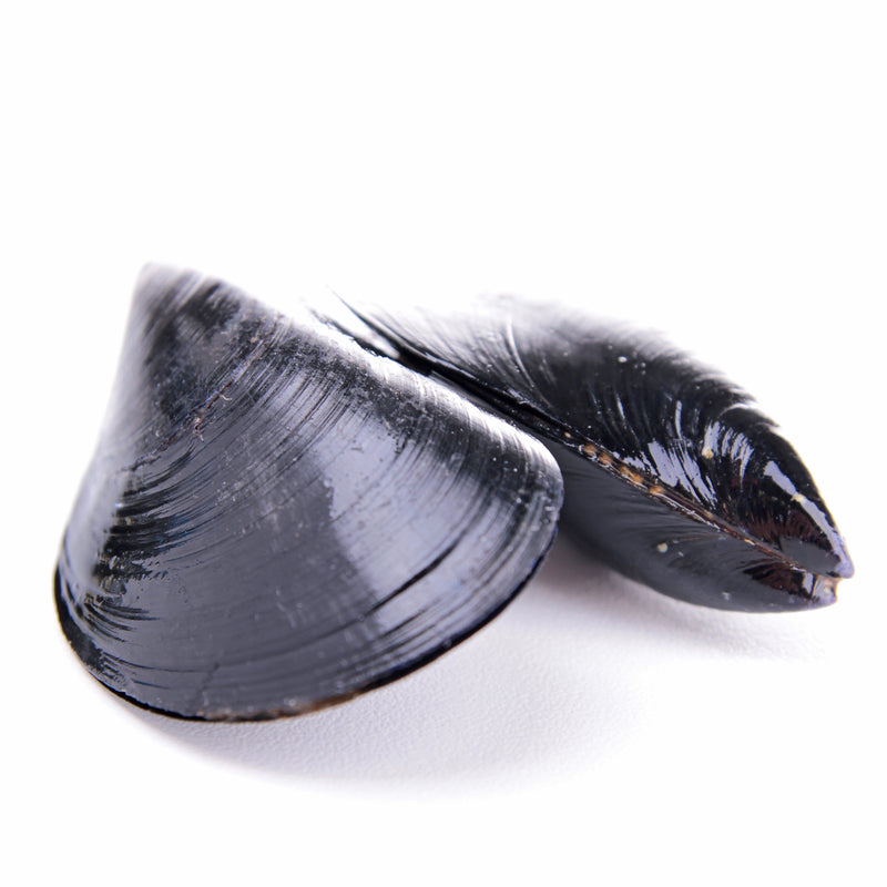 Fresh mussels in the shell showcasing their rich color and ocean-fresh quality